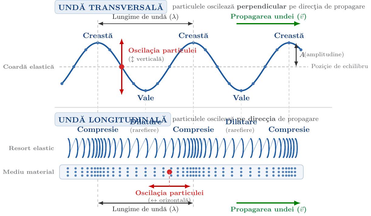 Comparație structurală între o undă transversală (particulele oscilează vertical în timp ce perturbația se propagă orizontal, formând creste și văi) și o undă longitudinală (particulele oscilează înainte și înapoi pe orizontală, generând zone alternate de compresie și dilatare de-a lungul direcției de înaintare a undei).